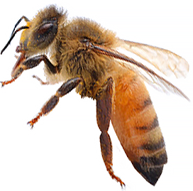 Midnite Honey Bee Hybrid